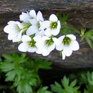 Photographie n°78308 du taxon Saxifraga geranioides L. [1755]