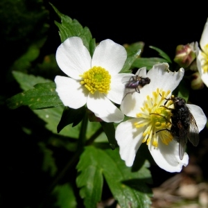 Ranunculus aconitifolius var. flexicaulis Martrin-Donos (Renoncule à feuilles d'aconit)