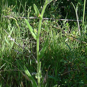 Photographie n°78313 du taxon Anchusa officinalis subsp. procera (Besser ex Link) Lambinon [2004]