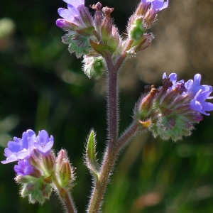 Photographie n°78317 du taxon Anchusa officinalis subsp. procera (Besser ex Link) Lambinon [2004]