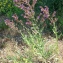  Bertrand BUI - Anchusa officinalis subsp. procera (Besser ex Link) Lambinon [2004]