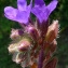  Bertrand BUI - Anchusa officinalis subsp. procera (Besser ex Link) Lambinon [2004]