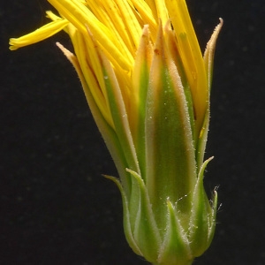 Geropogon calyculatus Jacq. (Scorsonère à feuilles poilues)
