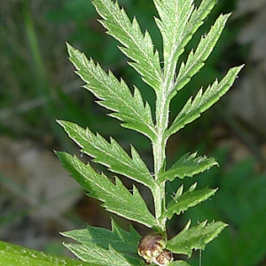 Photographie n°78339 du taxon Tanacetum corymbosum (L.) Sch.Bip. [1844]