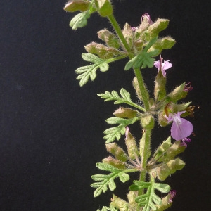 Photographie n°78340 du taxon Teucrium botrys L. [1753]