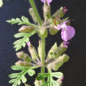 Photographie n°78341 du taxon Teucrium botrys L. [1753]