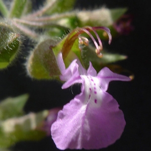 Photographie n°78342 du taxon Teucrium botrys L. [1753]