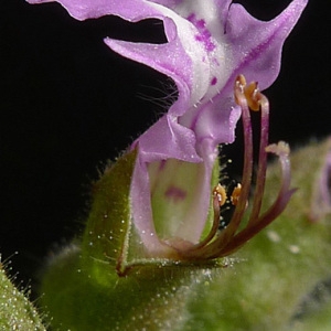 Photographie n°78343 du taxon Teucrium botrys L. [1753]