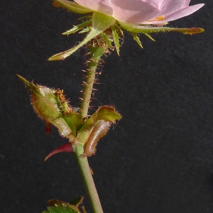 Photographie n°78358 du taxon Rosa micrantha Borrer ex Sm. [1812]