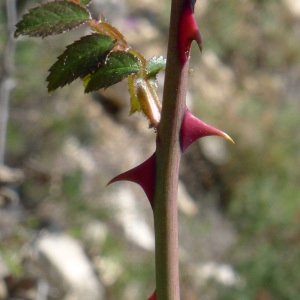 Photographie n°78360 du taxon Rosa micrantha Borrer ex Sm. [1812]