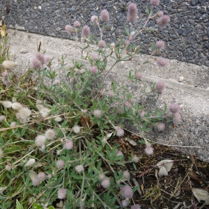 Photographie n°78368 du taxon Trifolium arvense L. [1753]