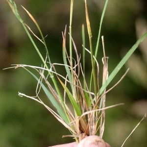 Photographie n°78379 du taxon Danthonia decumbens (L.) DC. [1805]