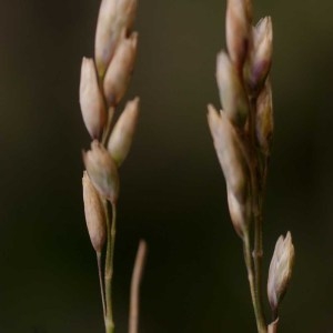 Photographie n°78380 du taxon Danthonia decumbens (L.) DC. [1805]