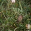  Liliane Roubaudi - Daucus carota subsp. gummifer (Syme) Hook.f. [1884]