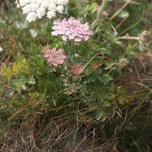 Photographie n°78386 du taxon Daucus carota subsp. gummifer (Syme) Hook.f. [1884]