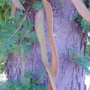 Photographie n°78390 du taxon Gleditsia triacanthos L. [1753]