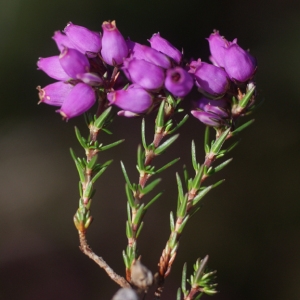 Photographie n°78399 du taxon Erica cinerea L. [1753]