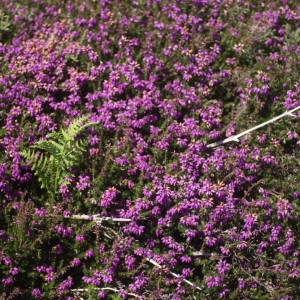 Photographie n°78401 du taxon Erica cinerea L. [1753]