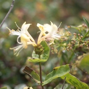 Photographie n°78412 du taxon Lonicera periclymenum L. [1753]