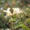 Liliane Roubaudi - Lonicera periclymenum L. [1753]