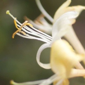 Photographie n°78413 du taxon Lonicera periclymenum L. [1753]