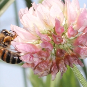 Trifolium bicolor Moench (Trèfle bâtard)