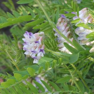 Photographie n°78427 du taxon Vicia orobus DC.