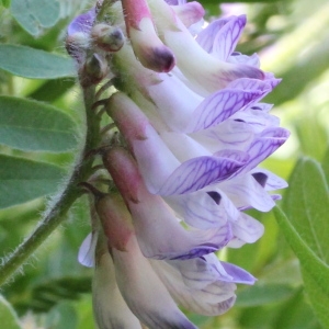 Photographie n°78428 du taxon Vicia orobus DC.