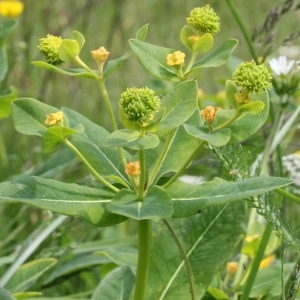 Photographie n°78429 du taxon Euphorbia hyberna L.