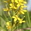  Marie  Portas - Erysimum hieracifolium L. [1755]