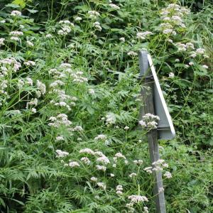 Photographie n°78440 du taxon Valeriana officinalis L.