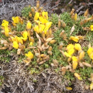 Photographie n°78441 du taxon Ulex gallii subsp. gallii