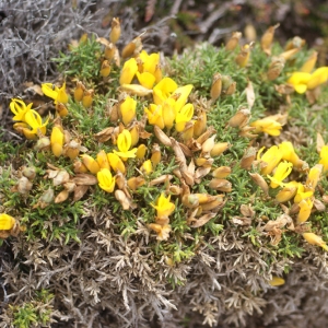 Photographie n°78442 du taxon Ulex gallii subsp. gallii