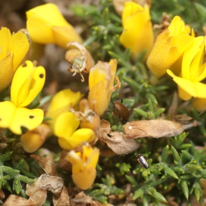 Photographie n°78444 du taxon Ulex gallii subsp. gallii