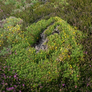 Photographie n°78446 du taxon Ulex gallii subsp. gallii