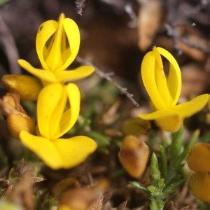  - Ulex gallii subsp. gallii