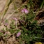  Liliane Roubaudi - Ononis repens subsp. maritima (Dumort. ex Piré) Asch. & Graebn. [1907]