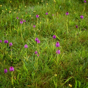 Photographie n°78464 du taxon Anacamptis pyramidalis var. pyramidalis 