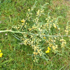 Photographie n°78465 du taxon Asparagus officinalis subsp. prostratus (Dumort.) Corb. [1894]