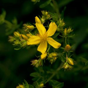 Photographie n°78472 du taxon Hypericum perforatum L. [1753]