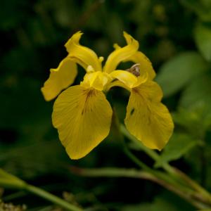 Photographie n°78473 du taxon Iris pseudacorus L. [1753]