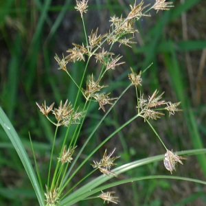 Photographie n°78481 du taxon Cyperus longus L. [1753]