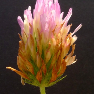 Photographie n°78501 du taxon Trifolium maritimum Huds. [1762]
