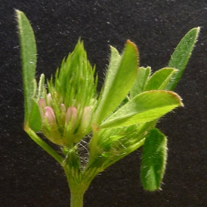 Photographie n°78502 du taxon Trifolium maritimum Huds. [1762]
