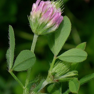 Photographie n°78504 du taxon Trifolium maritimum Huds. [1762]