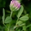  Bertrand BUI - Trifolium maritimum Huds. [1762]