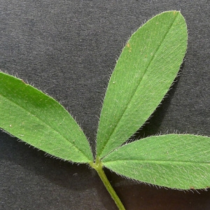 Photographie n°78505 du taxon Trifolium maritimum Huds. [1762]