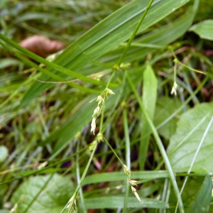 Photographie n°78543 du taxon Carex remota L. [1755]