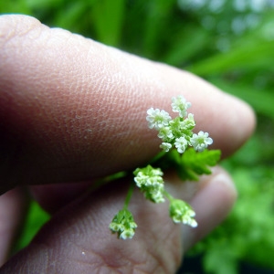 Photographie n°78545 du taxon Chaerophyllum temulum L. [1753]