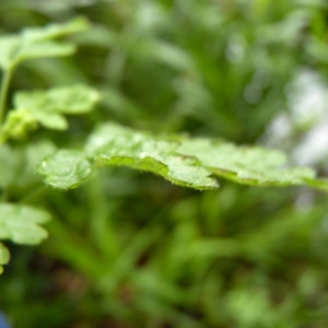 Photographie n°78548 du taxon Chaerophyllum temulum L. [1753]